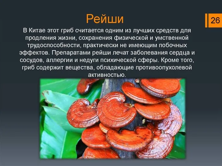 Полисахариды грибов рейши: секрет долголетия и здоровья
